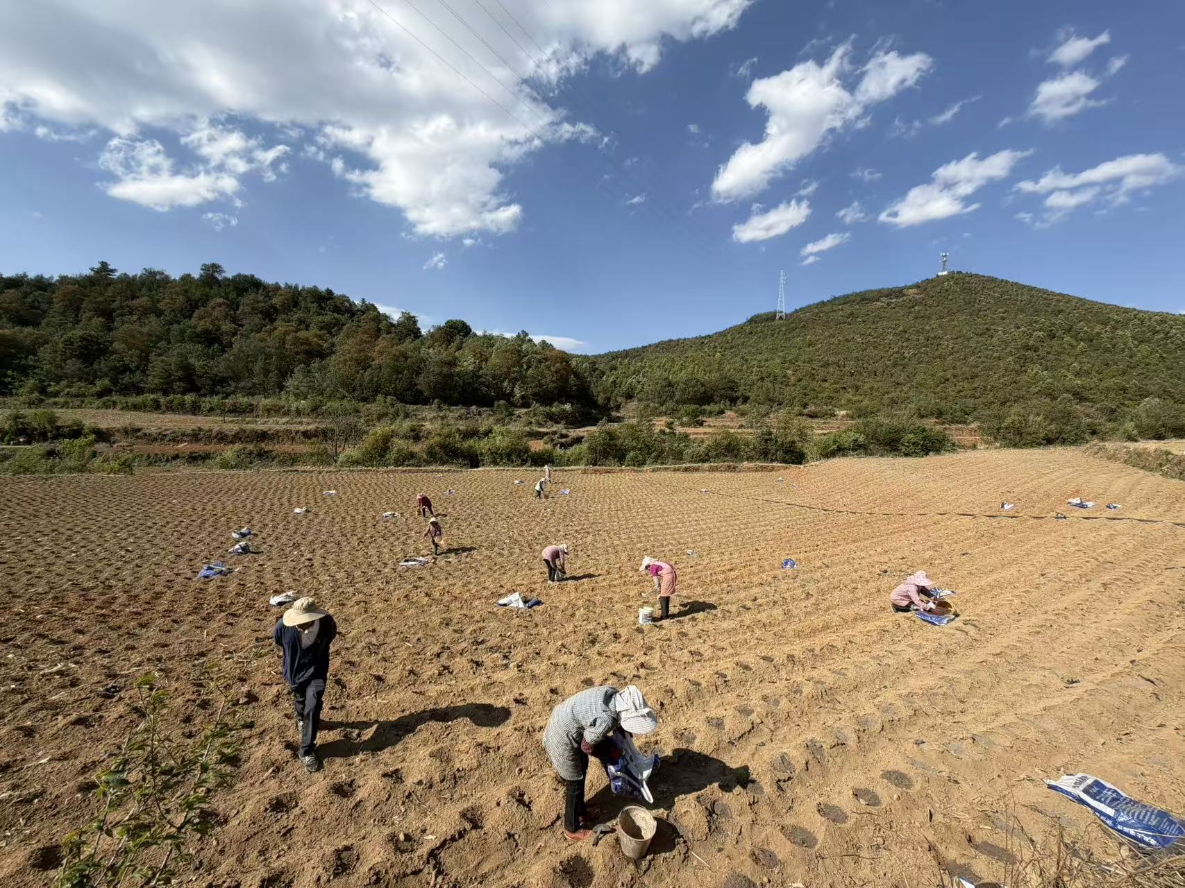 大庄乡：迷迭香种植促增收 企业托底赋能乡..