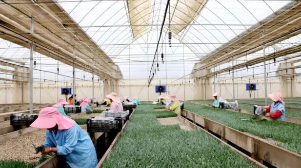 推广技术 示范引领 升级装备——马龙现代..