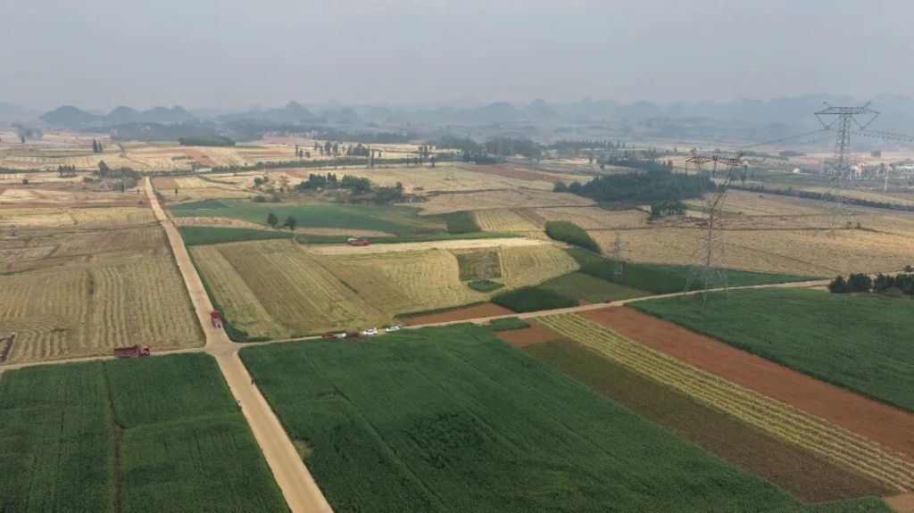 罗平：饲用燕麦迎丰收 订单种植富农家