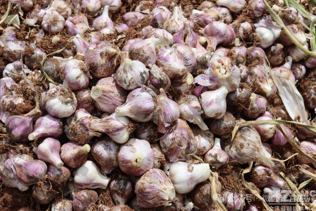 一地双收效益高 会泽火红乡红皮蒜成乡村振..