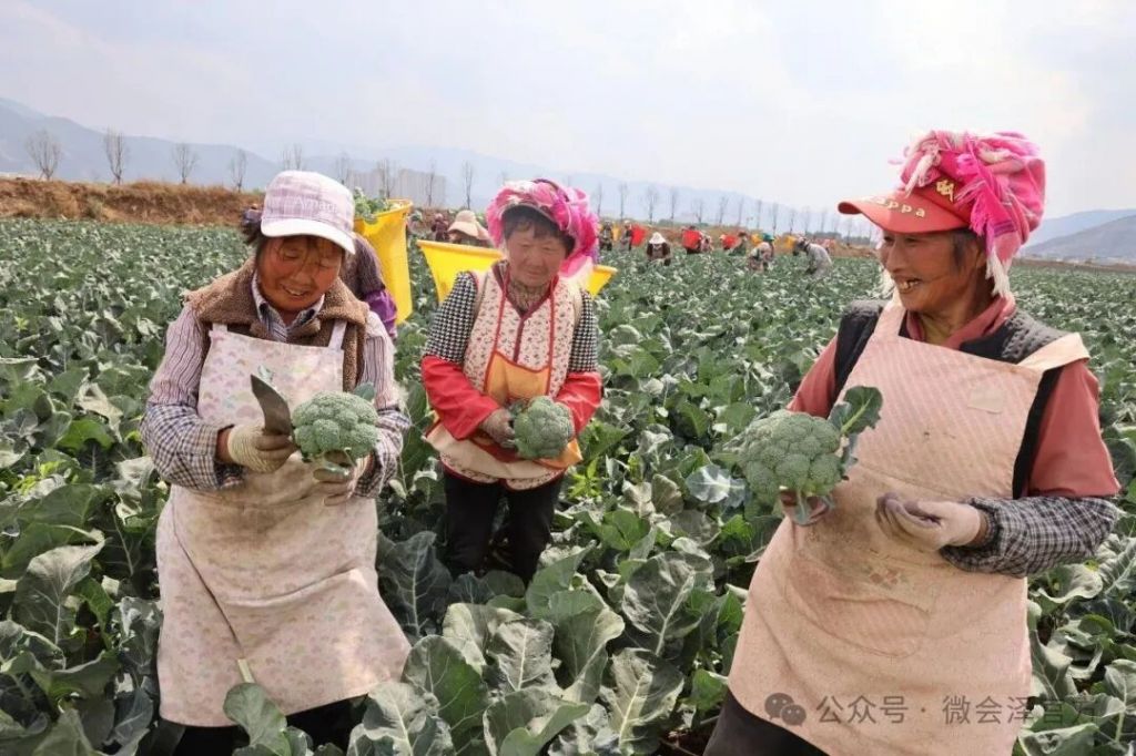 会泽：古城街道500亩西兰花迎丰收