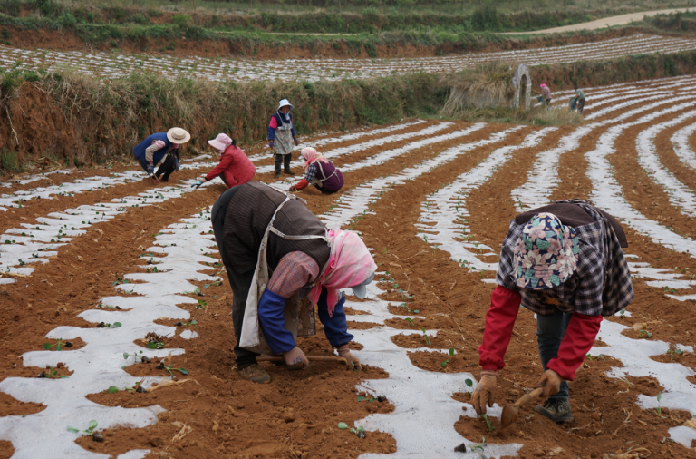 会泽宝云街道: 人勤土生金，高山种菜忙