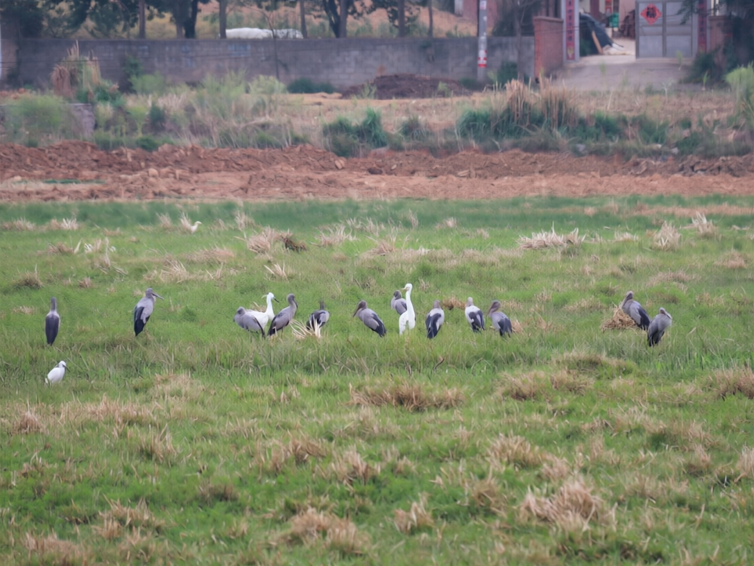 ​旧县街道：水鸟“混居”绘就生态新画卷