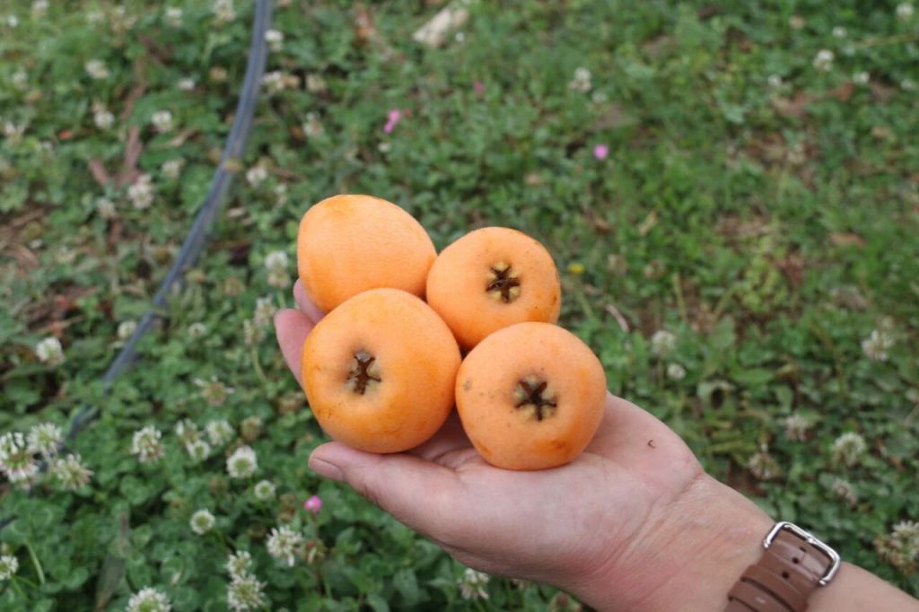 九龙街道：发展特色种植业，增收致富“黄金..