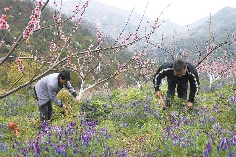 树下藏“绿宝” 枝上挂“金桃”