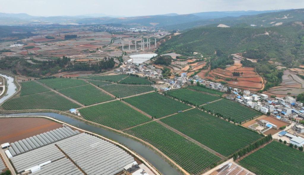 蓝莓缀枝头  产业兴乡村