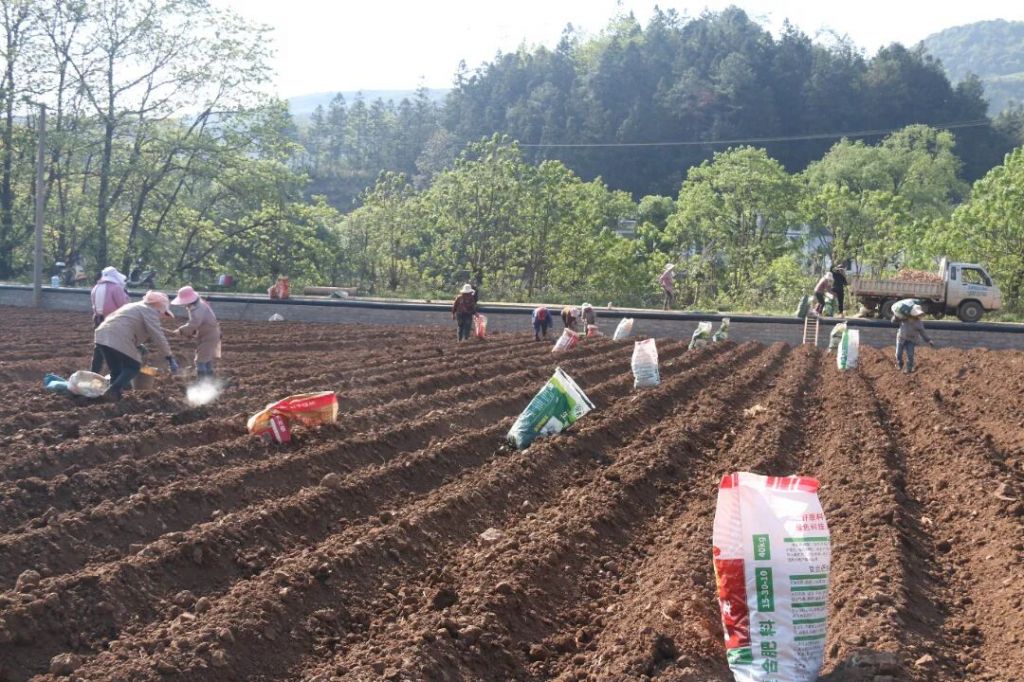 罗平县九龙街道：党建引领强产业 “三金模..