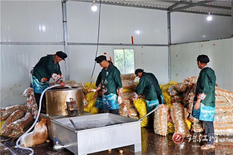 会泽县钟屏街道：“小土豆”铺出增收路，家..