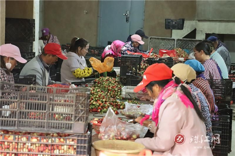 会泽钟屏街道：草莓分拣进社区 群众家门口..