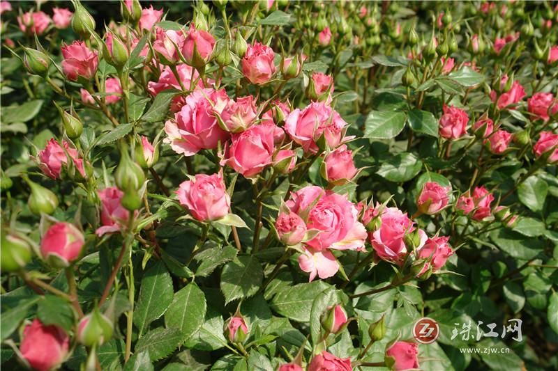 会泽县宝云街道扯戛社区鲜切花基地：美丽经..