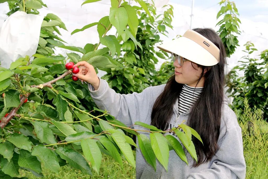 宣威来宾街道:百亩车厘子迎旺果期 特色采..