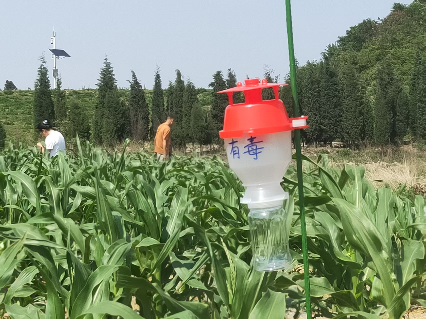 马龙区强化农业重点害虫人工监测预报 助..