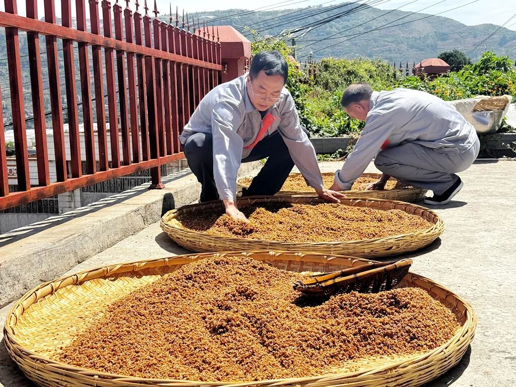 宣威杨柳镇:传统工艺加现代设备 让土麦子..