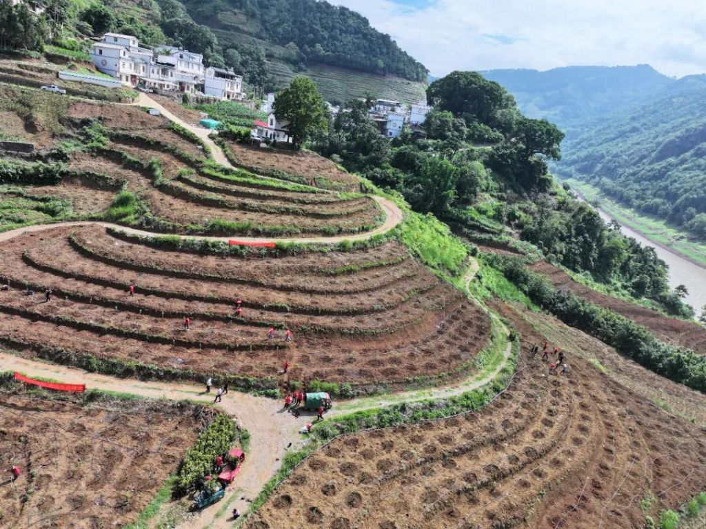 罗平县钟山乡:脆甜柿苗扎沃土 特色产业兴..