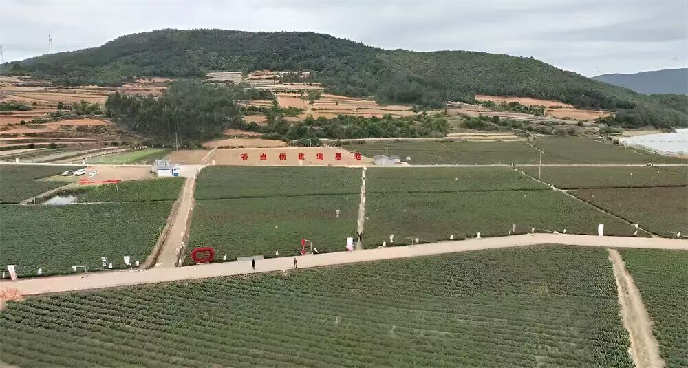 马龙区聚力发展食用玫瑰产业