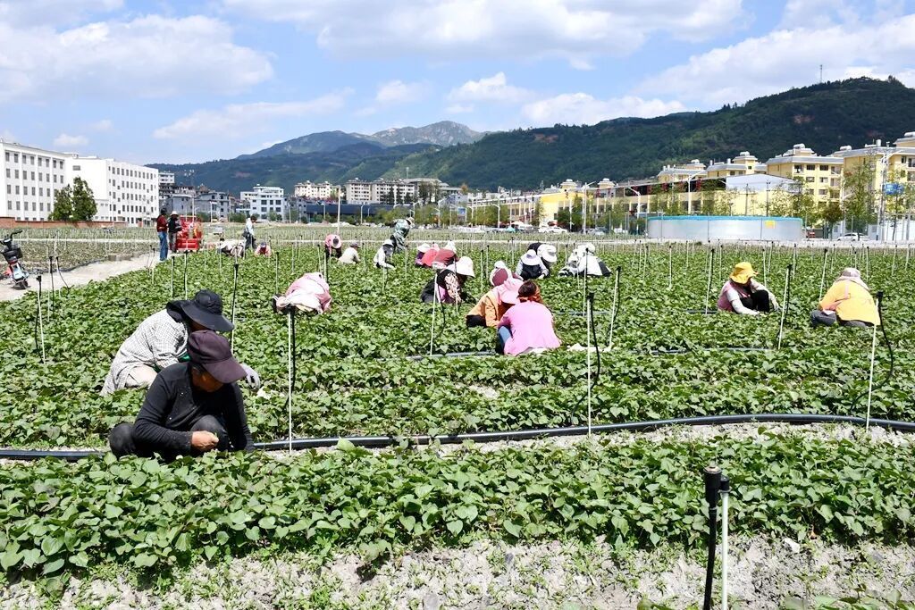 宣威:海岱镇高端黄金薯种植赋能乡村振兴