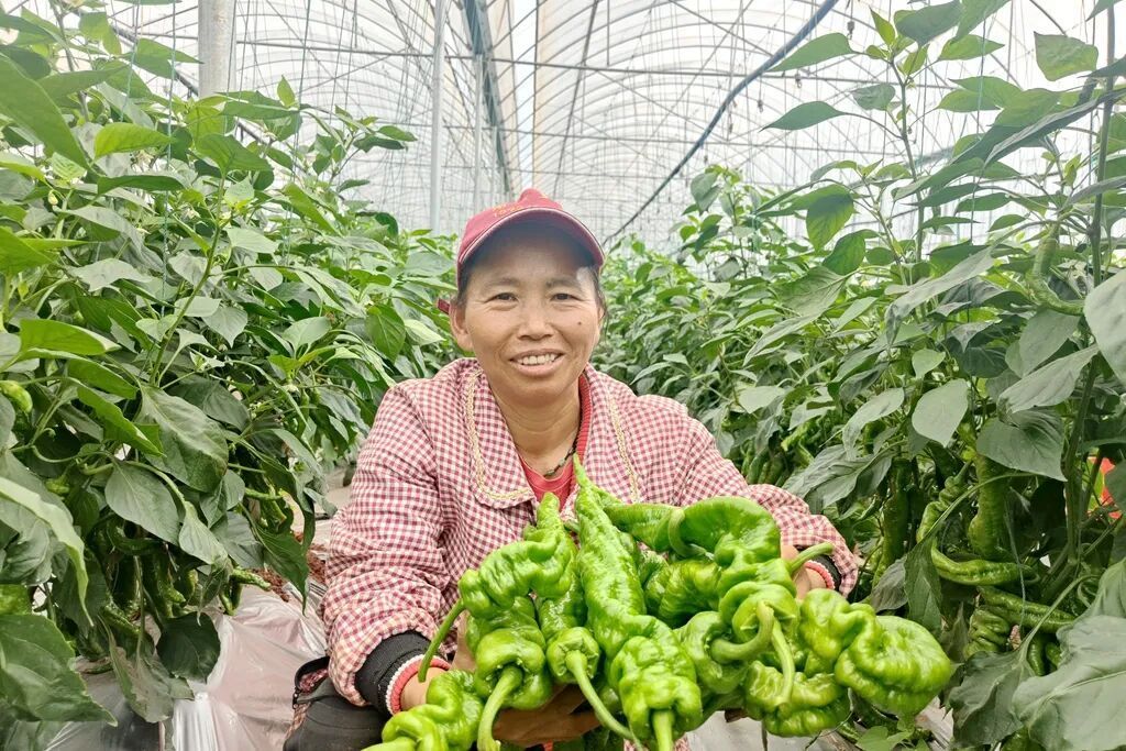 宣威凤凰街道：大棚螺丝椒喜获丰收 特色果..