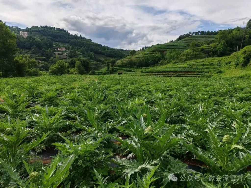 会泽：上村乡董德村洋蓟试种成功