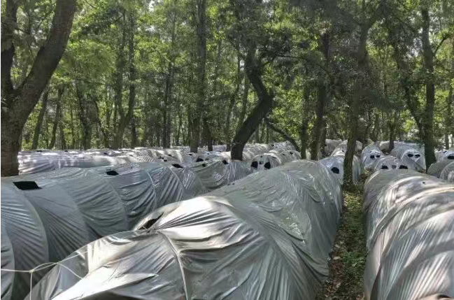 马龙区纳章镇高原特色农业铺就农村兴旺宜居..