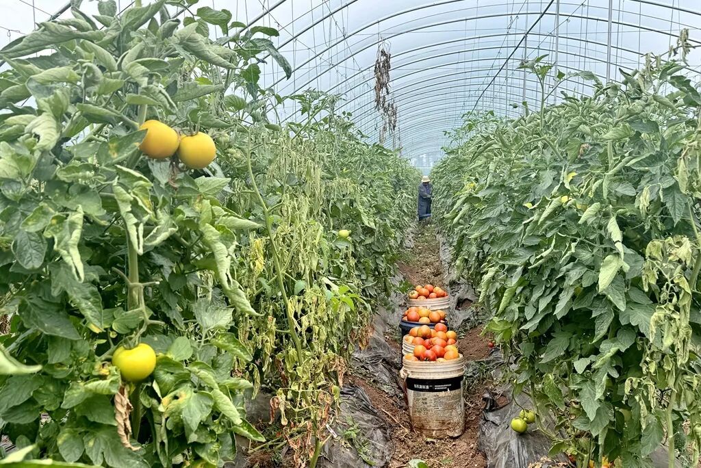 宣威板桥龙沿番茄:从“菜篮子”到“钱袋子..