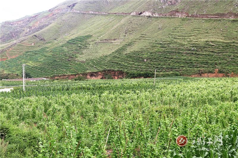 大海乡：小小白芸豆 撑起乡村振兴大产业
