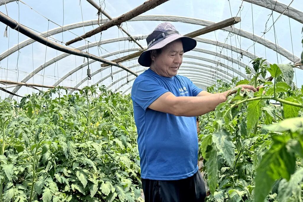 一颗番茄的“乘法效应”：宣威板桥街道的乡..