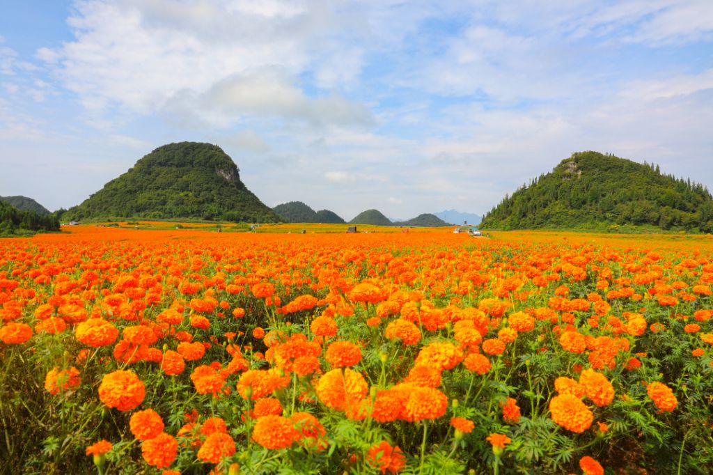 乡村振兴的“致富花”——万寿菊