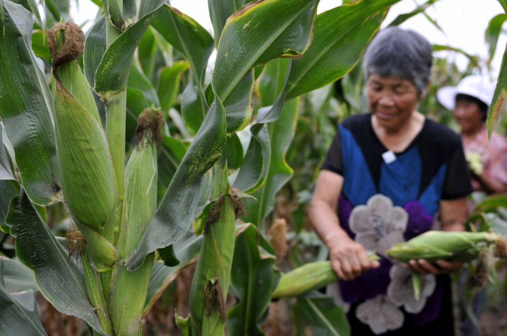 口感绝佳甜、糯、香兼具的糯玉米