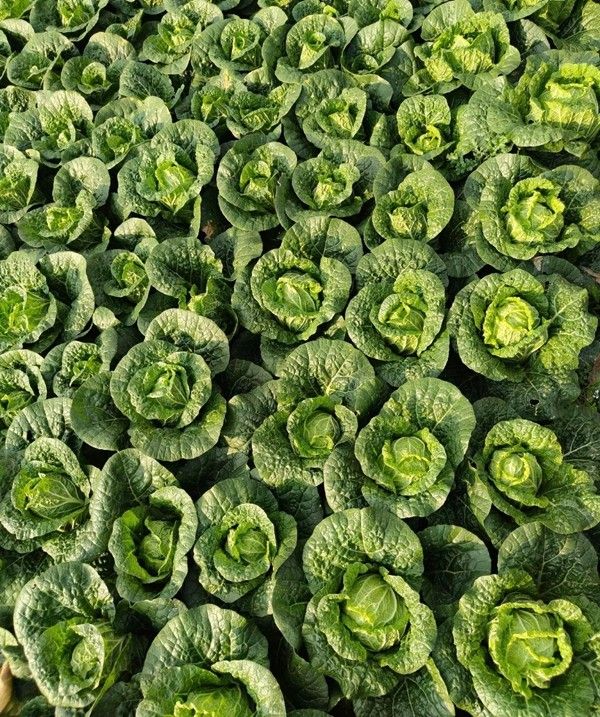 6a6c494f7bb9c.jpg