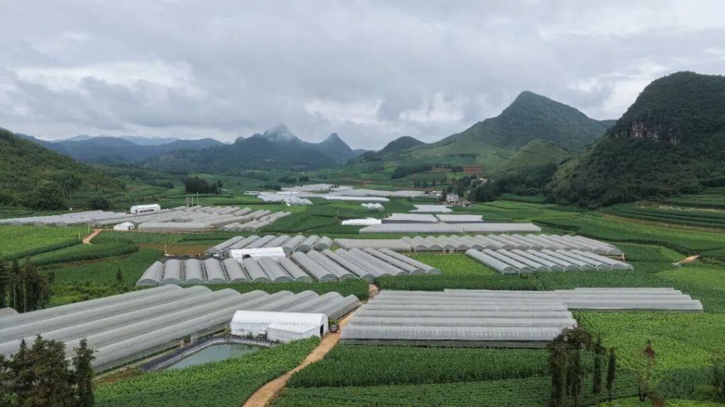 板桥镇玉马村:黄瓜日采7000斤 35天..