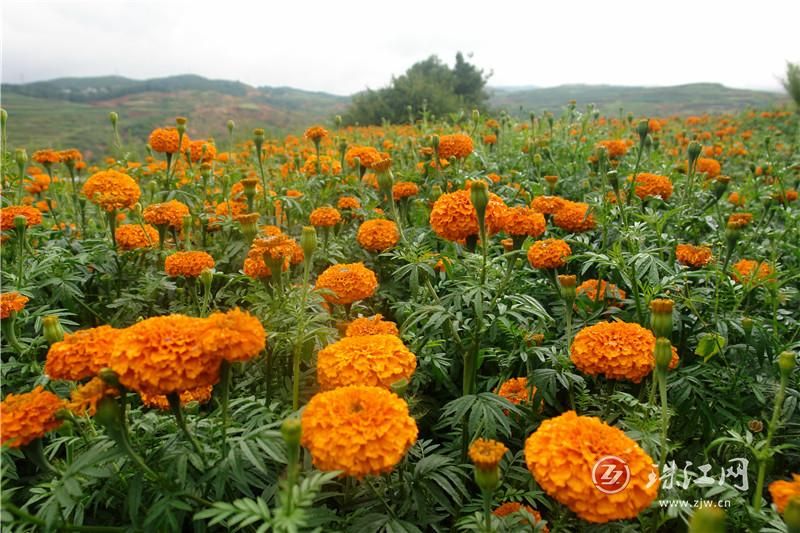 会泽县宝云街道拖姑村万寿菊丰收上市