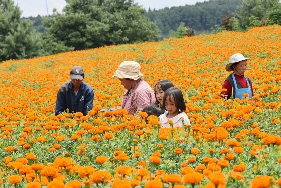 “幸福花”铺就金色致富路！宣威宝山镇万寿..