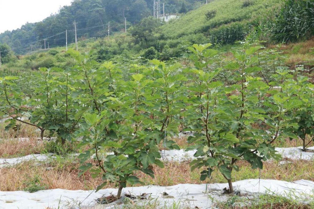 罗平县长底乡:特色种植赋能乡村振兴 无花..