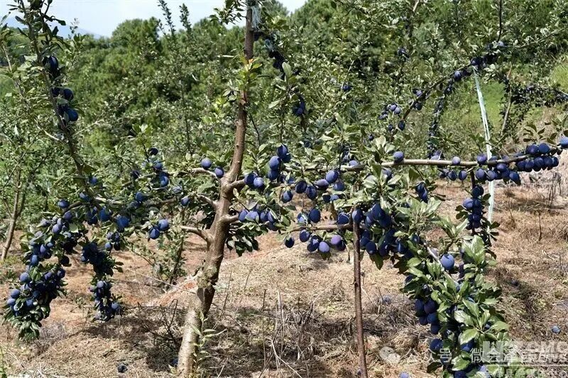 鲜果梯次熟 甜蜜入万家