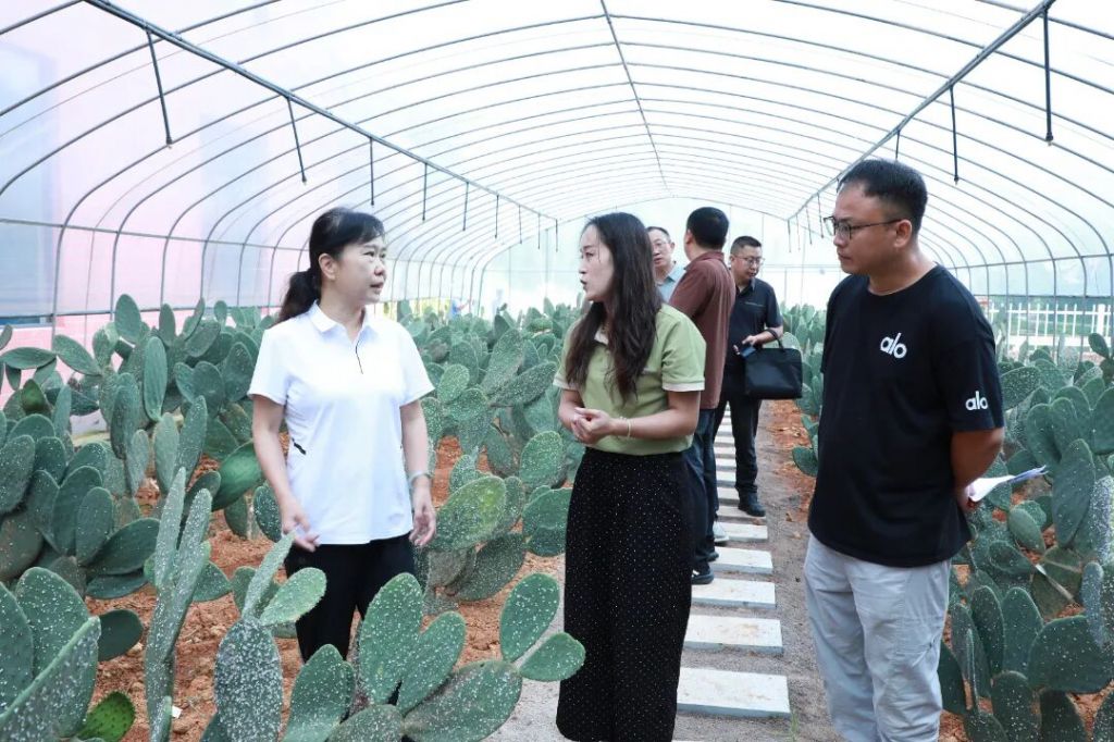 罗平县：点“绿”成金增活力 掌上生“花”..