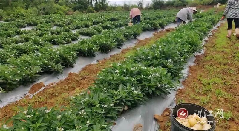富乐镇必米村:建成40余亩标准化示范基地..