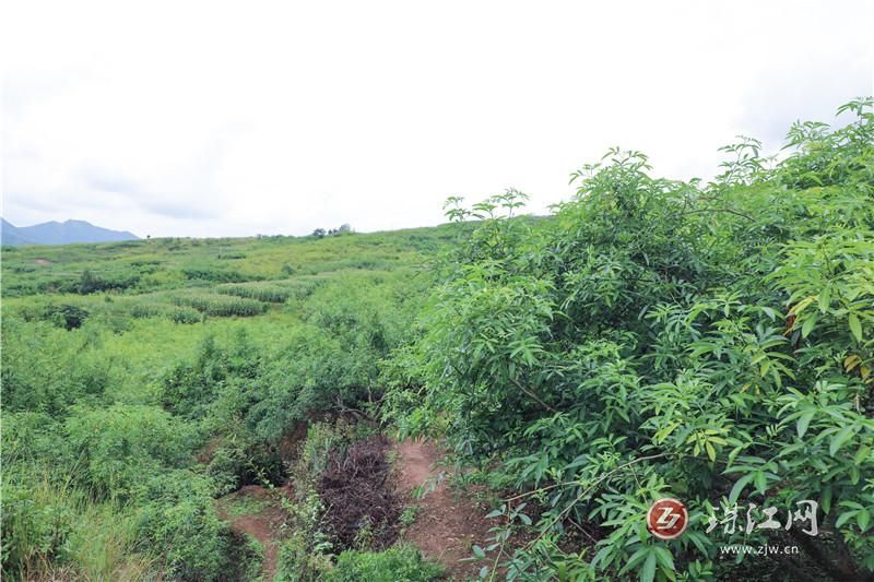 会泽:迤车镇万亩花椒产业助农稳增收