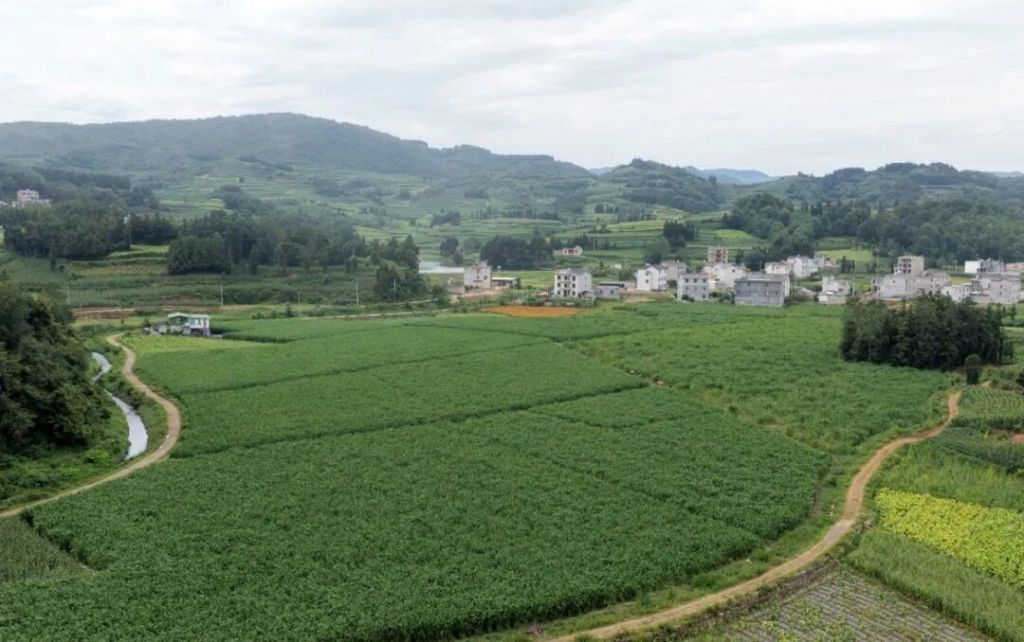 罗平富乐镇必米村:茭瓜种植铺就乡村振兴富..