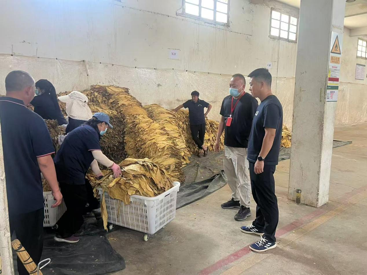 大庄乡：抓实烤烟收购工作 筑牢群众增收致..