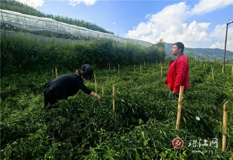 会泽：雨碌乡特色蔬果种植喜获丰收