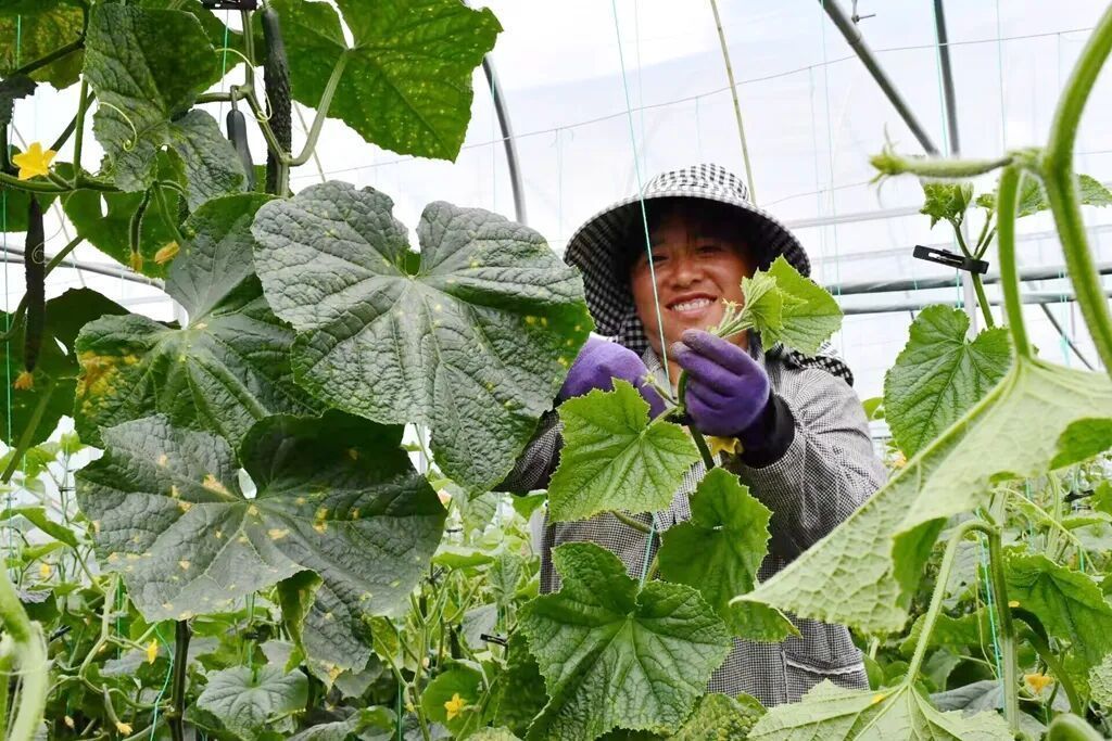 宣威宝山镇:订单农业稳产促增收