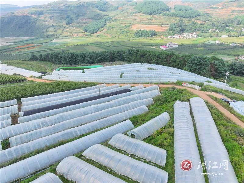 红果满棚迎丰收 高山草莓绘就乡村幸福画卷