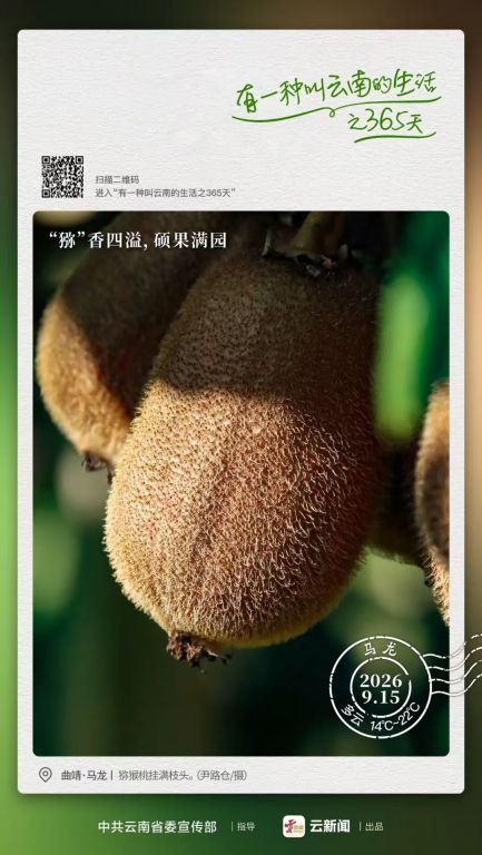 这里的树上挂满“翡翠”,切开你就懂了丨有..