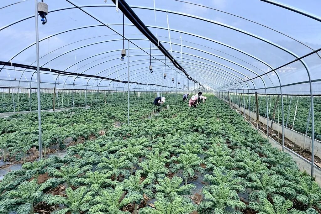 宣威羊场镇:羽衣甘蓝“种”出致富新希望 ..