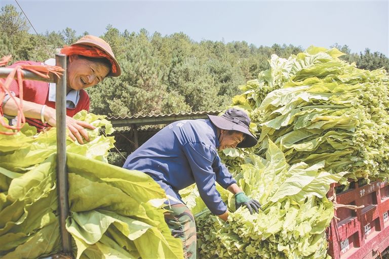 会泽推进优质烟叶基地建设
