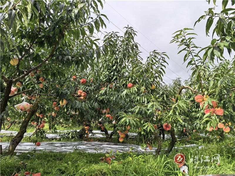 会泽者海镇：百亩蜜桃喜丰收 甜蜜产业助增..