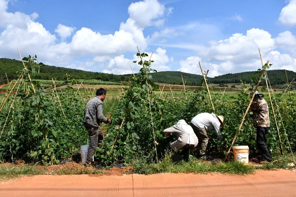 宣威热水镇得德村:四季豆丰产上市 特色种..