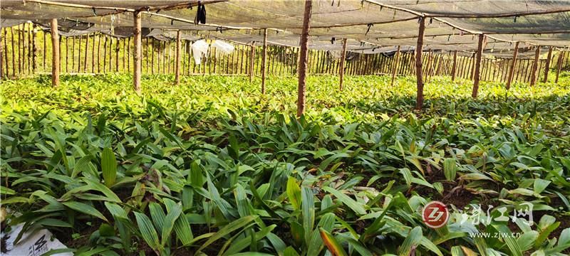 会泽:铁厂村“小草药”群众致富“大产业”
