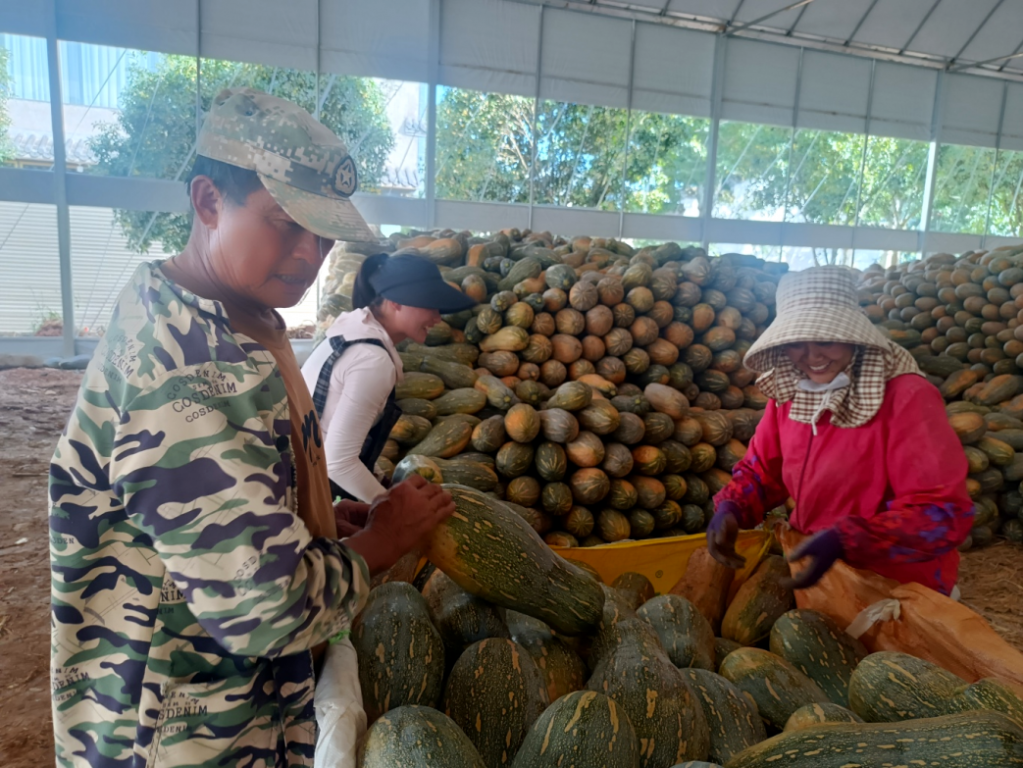 罗平县罗雄街道:小小南瓜潜力大 产业助农..