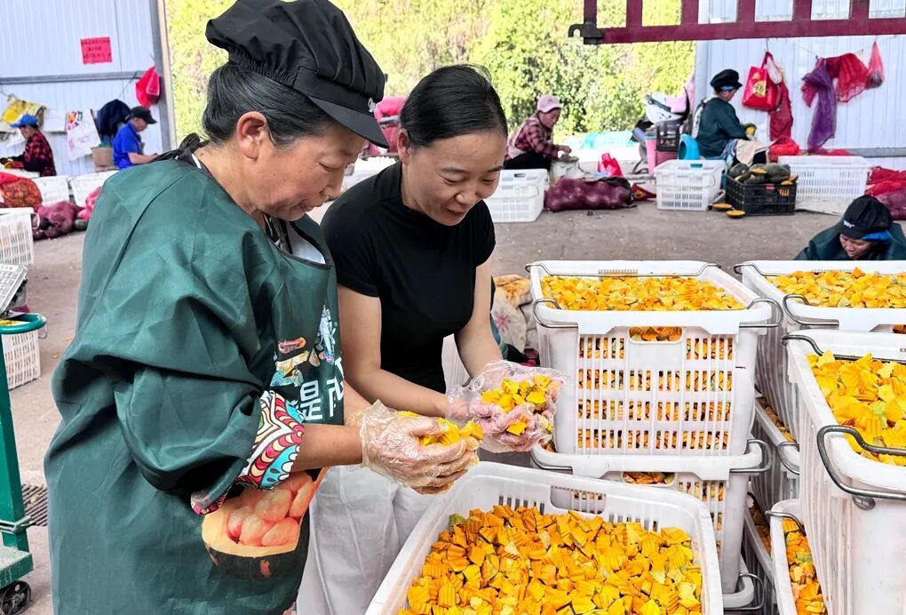 宣威杨柳镇：特色种植结硕果 加工延链促增..